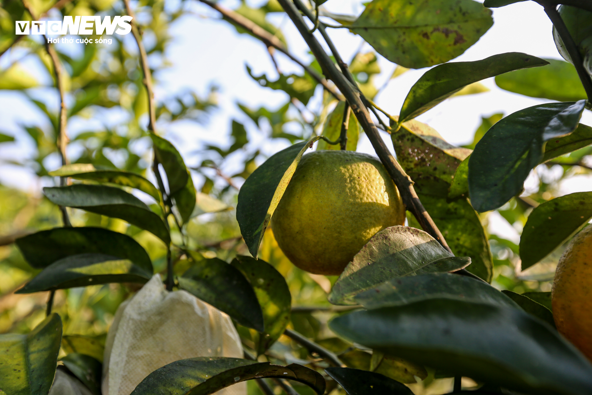 Thủ phủ cam Hà Tĩnh vào mùa, bán giá cao vẫn ‘cháy’ hàng - Ảnh 13.