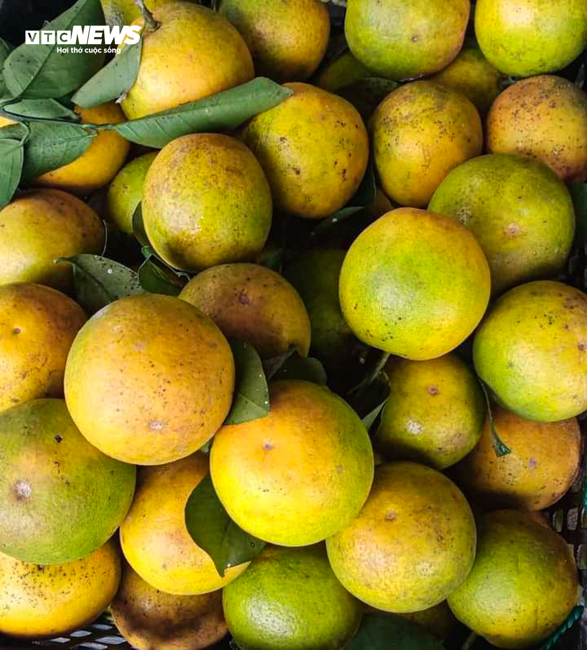 Thủ phủ cam Hà Tĩnh vào mùa, bán giá cao vẫn ‘cháy’ hàng - Ảnh 5.