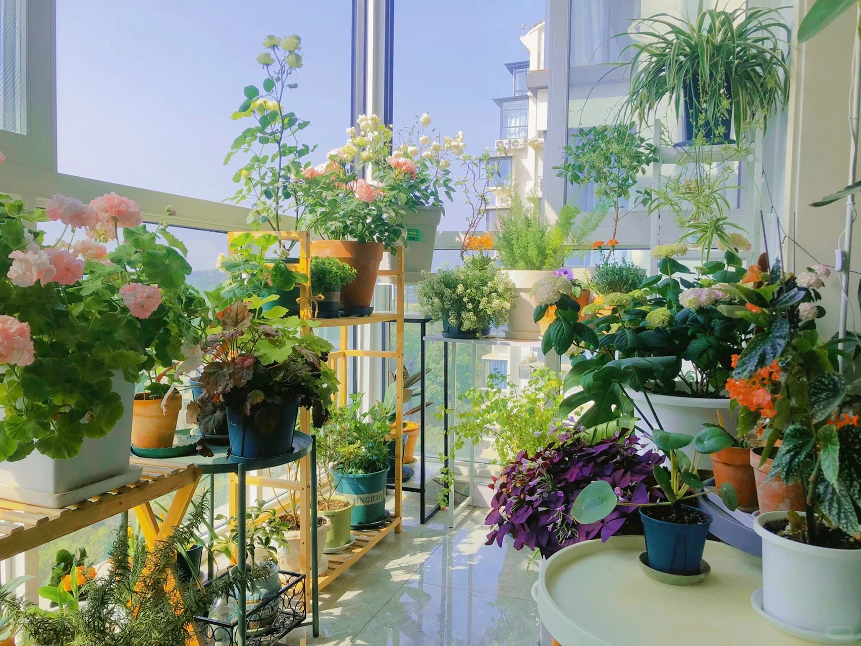 Khu vườn ban công của chàng trai gen Z khiến các chị em cũng phải ghen tị- Ảnh 1. Khu vườn ban công của chàng trai gen Z khiến các chị em cũng phải ghen tị- Ảnh 1.