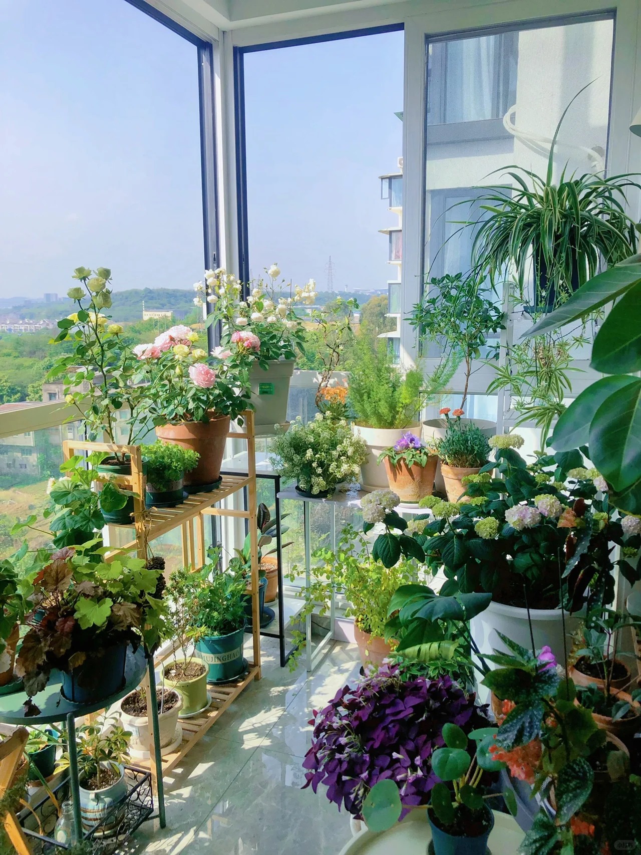 Khu vườn ban công của chàng trai gen Z khiến các chị em cũng phải ghen tị- Ảnh 2. Khu vườn ban công của chàng trai gen Z khiến các chị em cũng phải ghen tị- Ảnh 2.