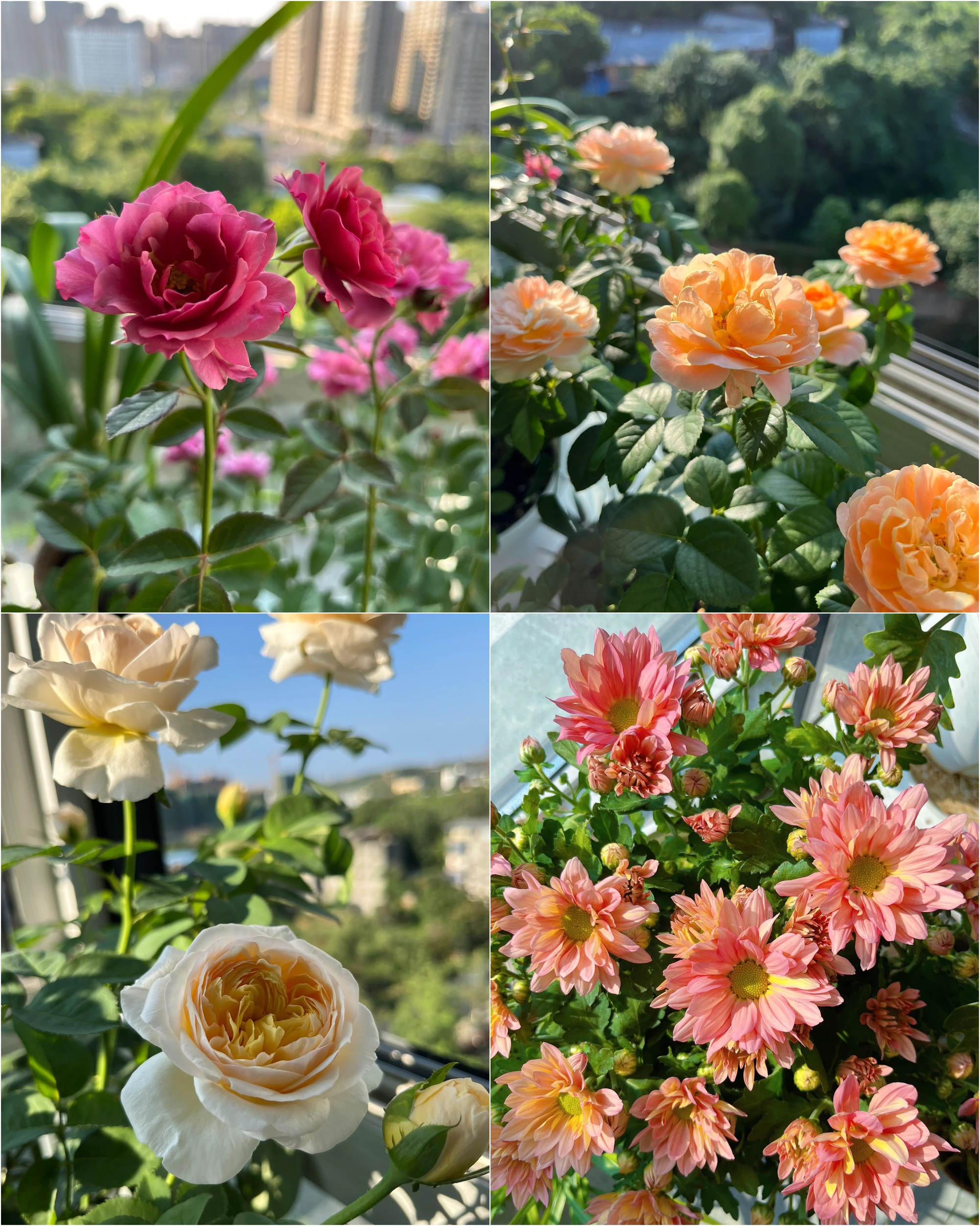 Khu vườn ban công của chàng trai gen Z khiến các chị em cũng phải ghen tị- Ảnh 6. Khu vườn ban công của chàng trai gen Z khiến các chị em cũng phải ghen tị- Ảnh 6.