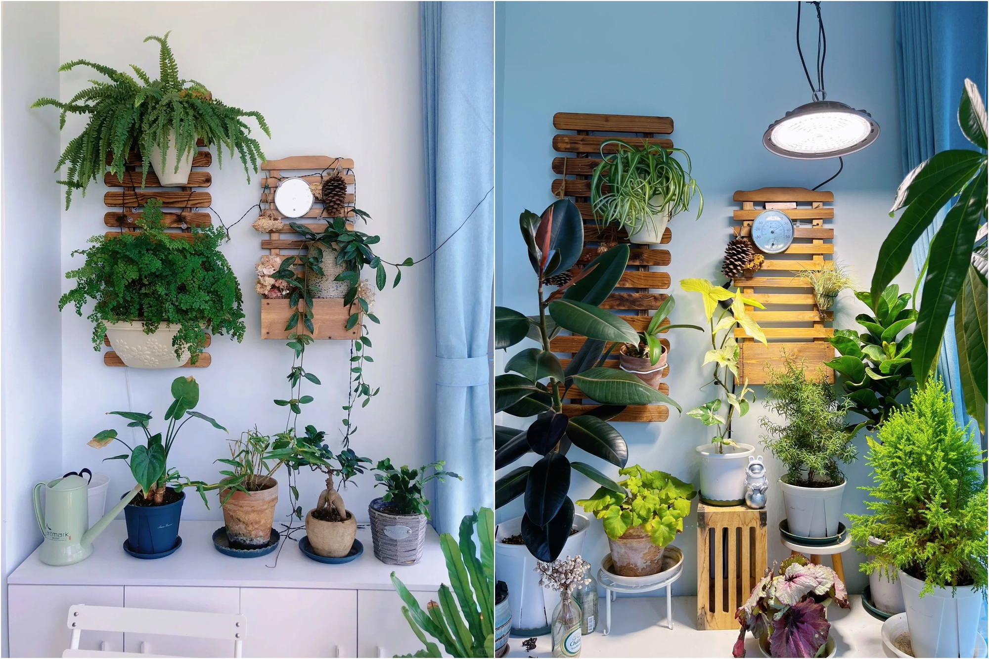 Khu vườn ban công của chàng trai gen Z khiến các chị em cũng phải ghen tị- Ảnh 3. Khu vườn ban công của chàng trai gen Z khiến các chị em cũng phải ghen tị- Ảnh 3.