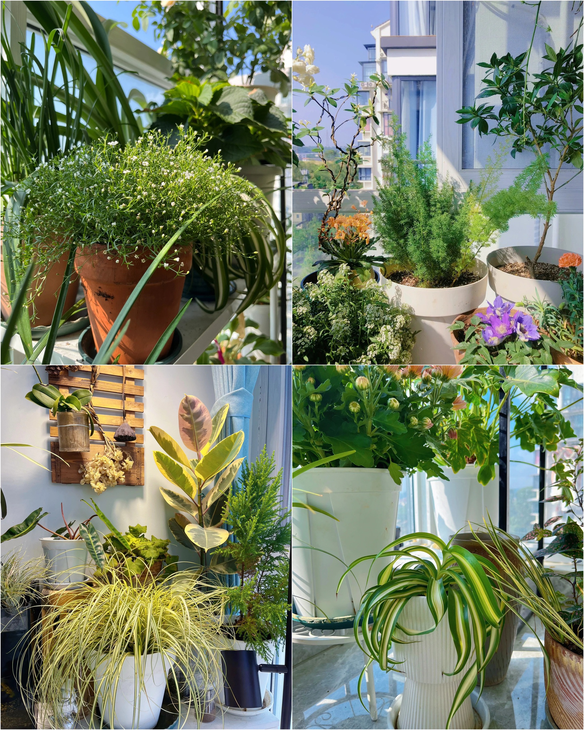 Khu vườn ban công của chàng trai gen Z khiến các chị em cũng phải ghen tị- Ảnh 8. Khu vườn ban công của chàng trai gen Z khiến các chị em cũng phải ghen tị- Ảnh 8.