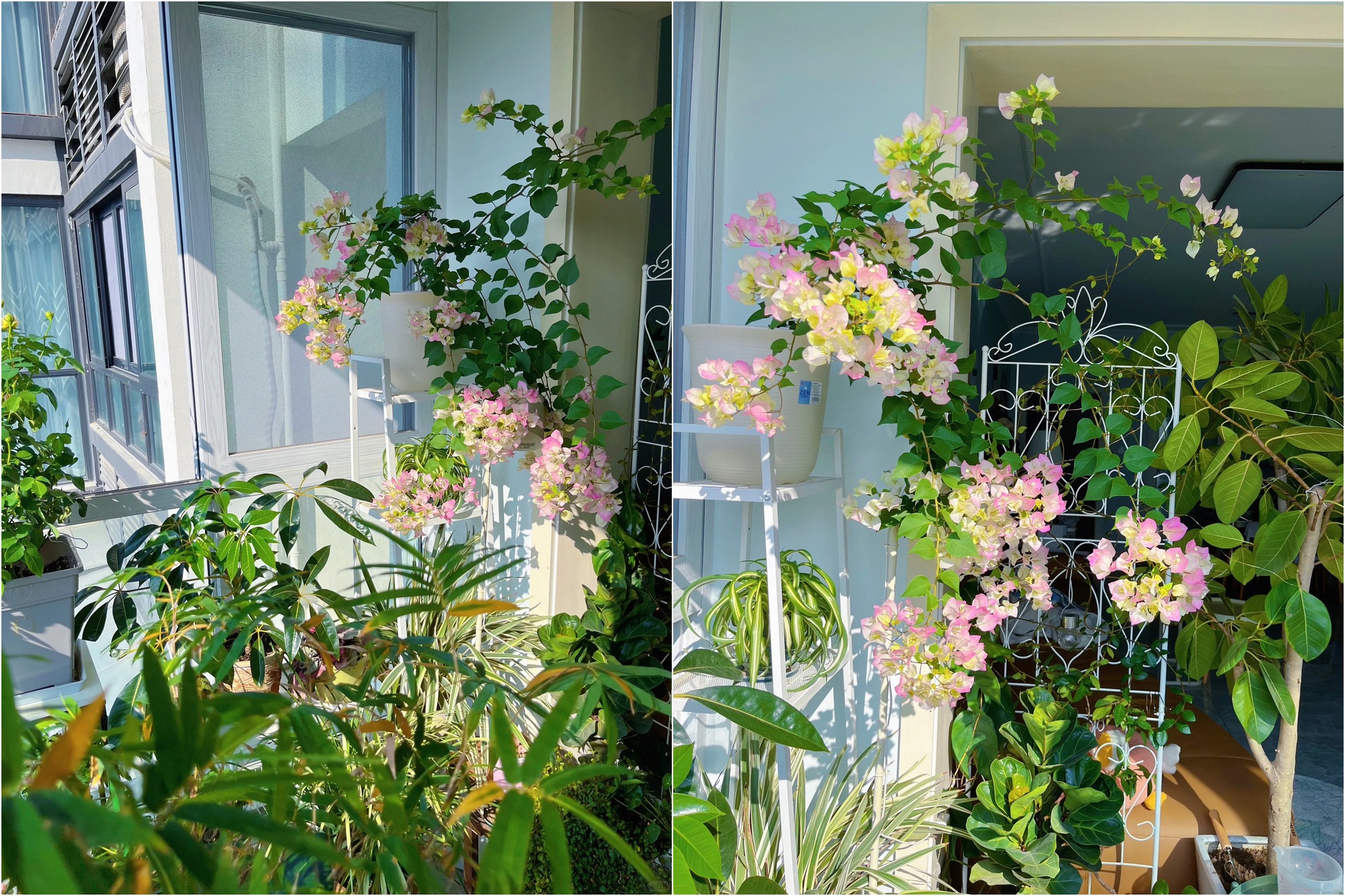 Khu vườn ban công của chàng trai gen Z khiến các chị em cũng phải ghen tị- Ảnh 4. Khu vườn ban công của chàng trai gen Z khiến các chị em cũng phải ghen tị- Ảnh 4.