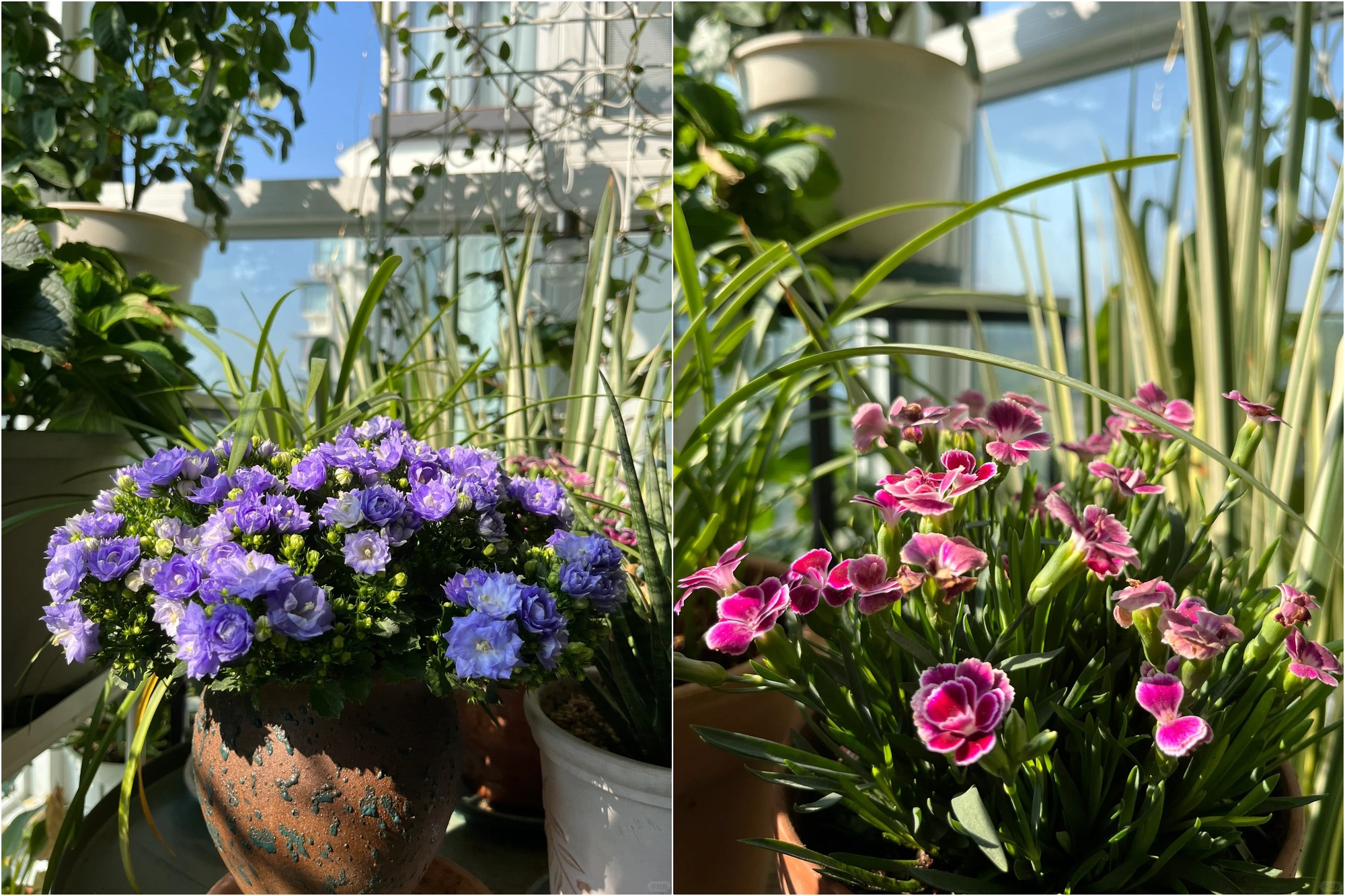 Khu vườn ban công của chàng trai gen Z khiến các chị em cũng phải ghen tị- Ảnh 7. Khu vườn ban công của chàng trai gen Z khiến các chị em cũng phải ghen tị- Ảnh 7.