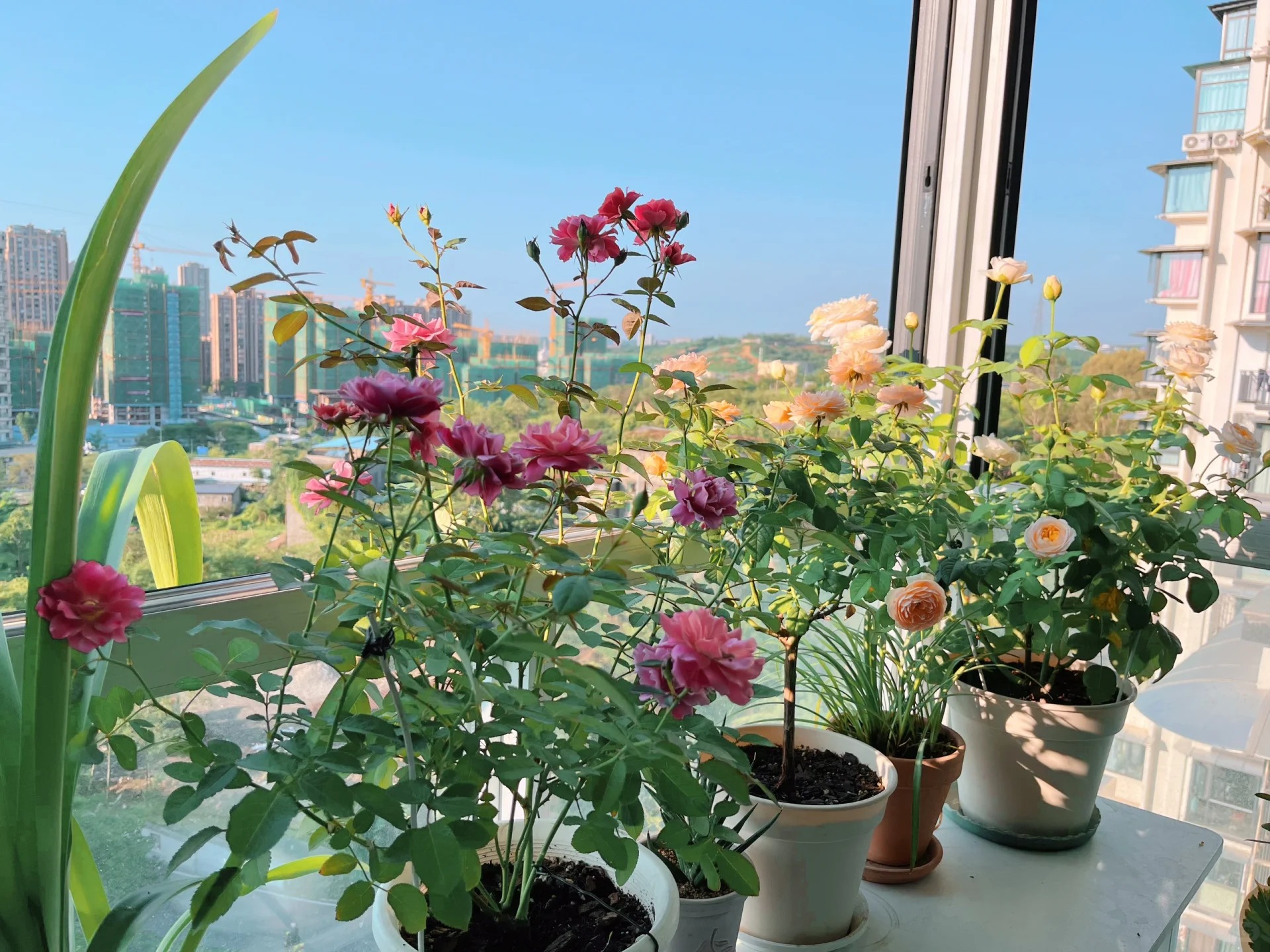 Khu vườn ban công của chàng trai gen Z khiến các chị em cũng phải ghen tị- Ảnh 5. Khu vườn ban công của chàng trai gen Z khiến các chị em cũng phải ghen tị- Ảnh 5.