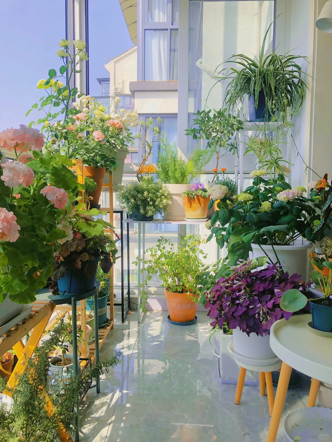 Khu vườn ban công của chàng trai gen Z khiến các chị em cũng phải ghen tị- Ảnh 9. Khu vườn ban công của chàng trai gen Z khiến các chị em cũng phải ghen tị- Ảnh 9.