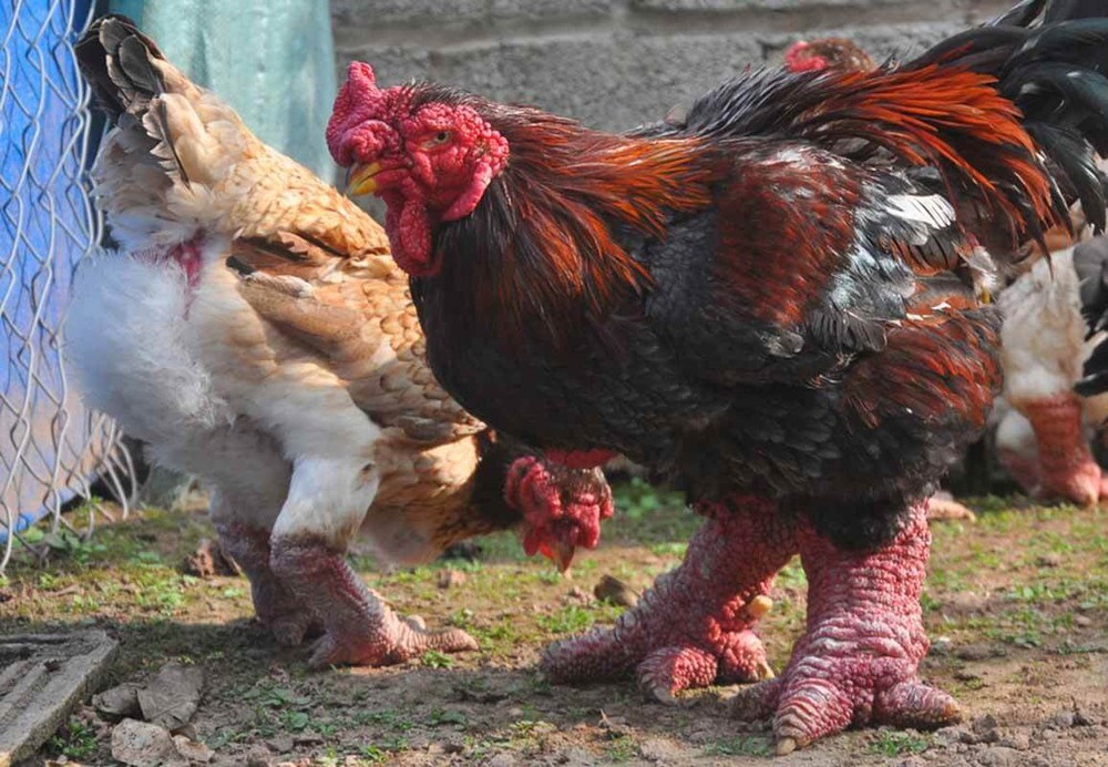 Độc lạ loài gà Việt Nam &quot;gây bão&quot; báo thế giới: Giá đến 50 triệu - nghìn con tuyển được một - Ảnh 2.
