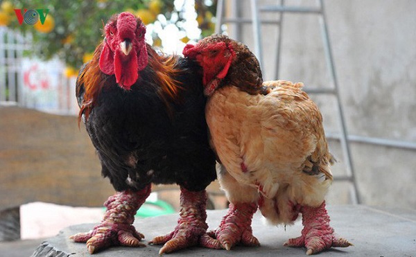 Độc lạ loài gà Việt Nam &quot;gây bão&quot; báo thế giới: Giá đến 50 triệu - nghìn con tuyển được một - Ảnh 5.
