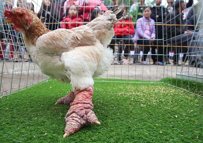 Độc lạ loài gà Việt Nam &quot;gây bão&quot; báo thế giới: Giá đến 50 triệu - nghìn con tuyển được một - Ảnh 4.