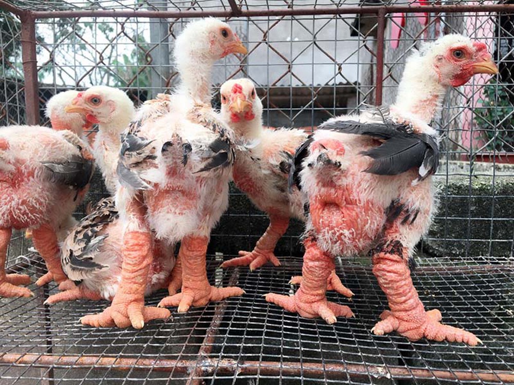 Độc lạ loài gà Việt Nam &quot;gây bão&quot; báo thế giới: Giá đến 50 triệu - nghìn con tuyển được một - Ảnh 7.
