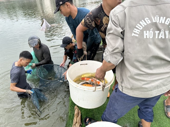Hà Nội: Cận cảnh di chuyển toàn bộ 8 tấn cá koi khỏi hồ Đầm Đông - Ảnh 2.