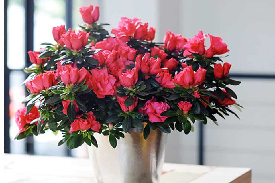 10 loại hoa có thể gây nguy hiểm cho cả người và vật nuôi nếu trồng có thể bạn chưa biết - Ảnh 10. 10 loại hoa có thể gây nguy hiểm cho cả người và vật nuôi nếu trồng có thể bạn chưa biết - Ảnh 10.