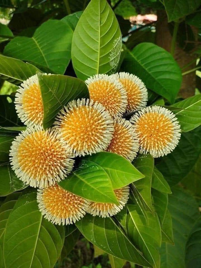 5 món đặc sản nhắc là nhớ gợi là thèm ở Ninh Bình, đã đi thì đừng quên mua về làm quà - Ảnh 5. 5 món đặc sản nhắc là nhớ gợi là thèm ở Ninh Bình, đã đi thì đừng quên mua về làm quà - Ảnh 5.