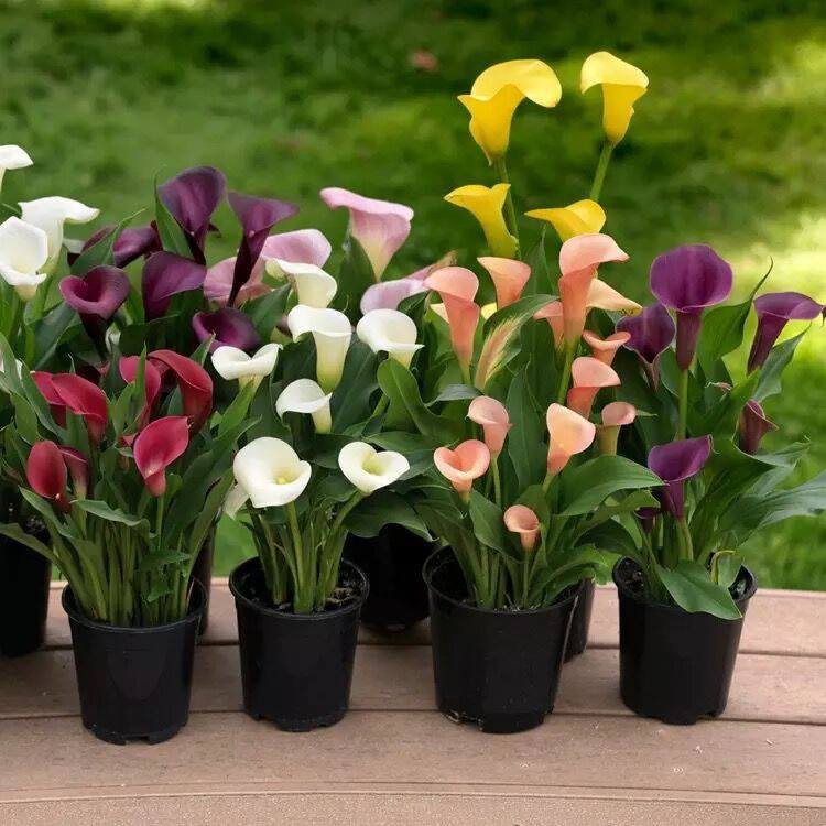 10 loại hoa có thể gây nguy hiểm cho cả người và vật nuôi nếu trồng có thể bạn chưa biết - Ảnh 8. 10 loại hoa có thể gây nguy hiểm cho cả người và vật nuôi nếu trồng có thể bạn chưa biết - Ảnh 8.