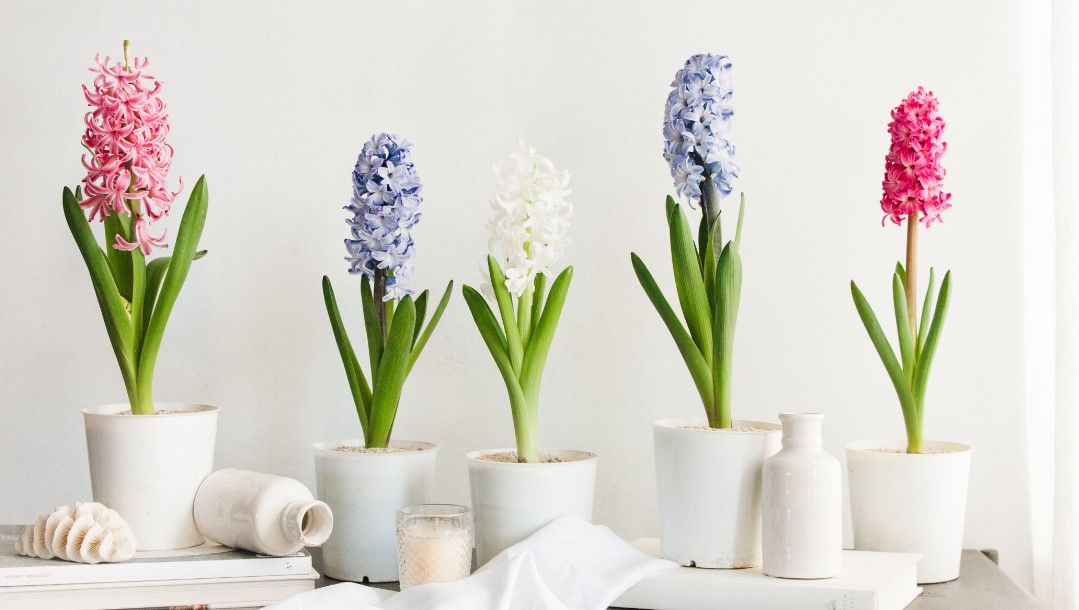 10 loại hoa có thể gây nguy hiểm cho cả người và vật nuôi nếu trồng có thể bạn chưa biết - Ảnh 7. 10 loại hoa có thể gây nguy hiểm cho cả người và vật nuôi nếu trồng có thể bạn chưa biết - Ảnh 7.