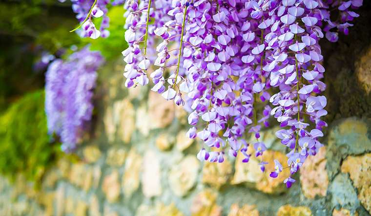 10 loại hoa có thể gây nguy hiểm cho cả người và vật nuôi nếu trồng có thể bạn chưa biết - Ảnh 5. 10 loại hoa có thể gây nguy hiểm cho cả người và vật nuôi nếu trồng có thể bạn chưa biết - Ảnh 5.