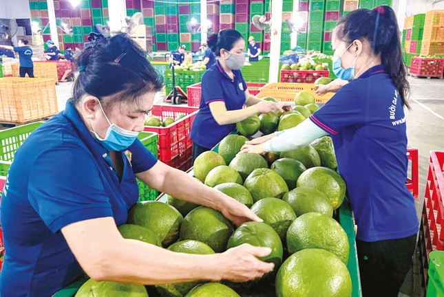 Xuất khẩu rau quả sang Trung Quốc kỳ vọng ‘bùng nổ’ - Ảnh 2.