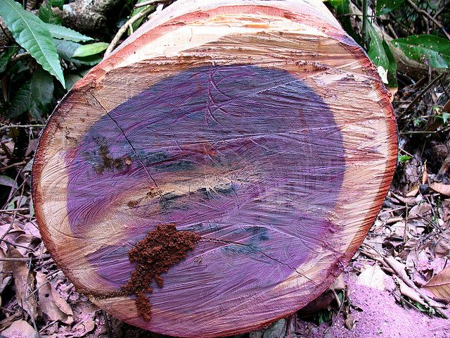 Kỳ lạ loại gỗ có khả năng đổi màu: Thuộc top thế giới về độ cứng và độ bền, Việt Nam cũng trồng - Ảnh 1.