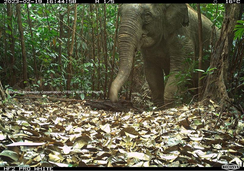 Tìm thấy loài thú quý hiếm, cực kỳ nguy cấp trong rừng sâu Quảng Nam - Ảnh 2.