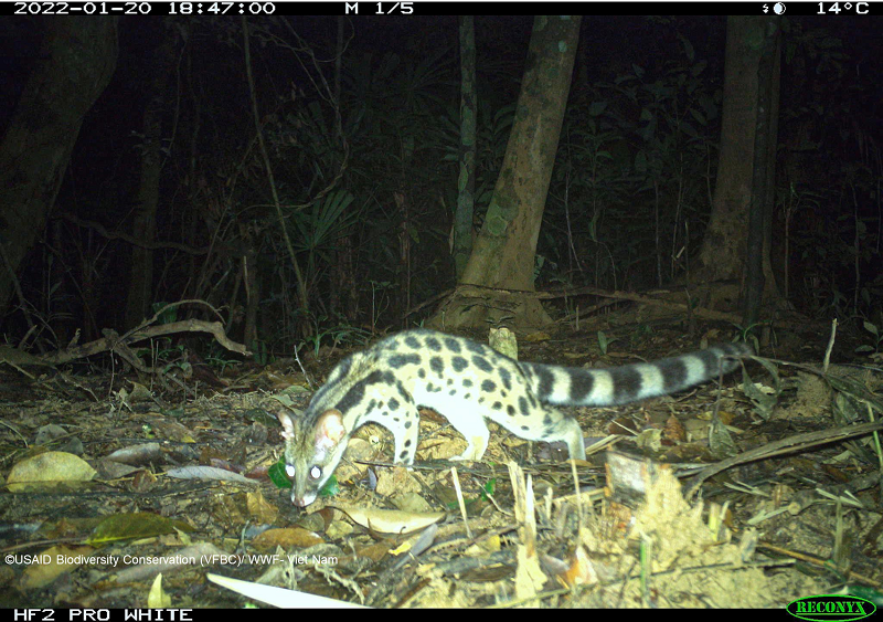 Tìm thấy loài thú quý hiếm, cực kỳ nguy cấp trong rừng sâu Quảng Nam - Ảnh 3.