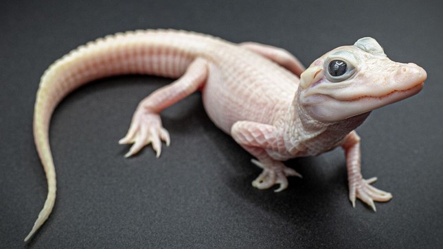Cá sấu bạch tạng màu trắng hồng với đôi mắt xanh duy nhất trên thế giới - Ảnh 1.