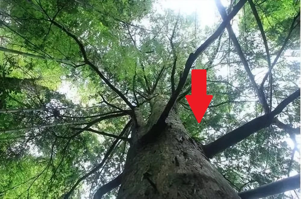 Kỳ lạ loại cây gỗ mỗi năm cao thêm 7m, Trung Quốc muốn trồng ở nhiều nơi: Mang lại món lợi kinh tế bất ngờ - Ảnh 1. Kỳ lạ loại cây gỗ mỗi năm cao thêm 7m, Trung Quốc muốn trồng ở nhiều nơi: Mang lại món lợi kinh tế bất ngờ - Ảnh 1.