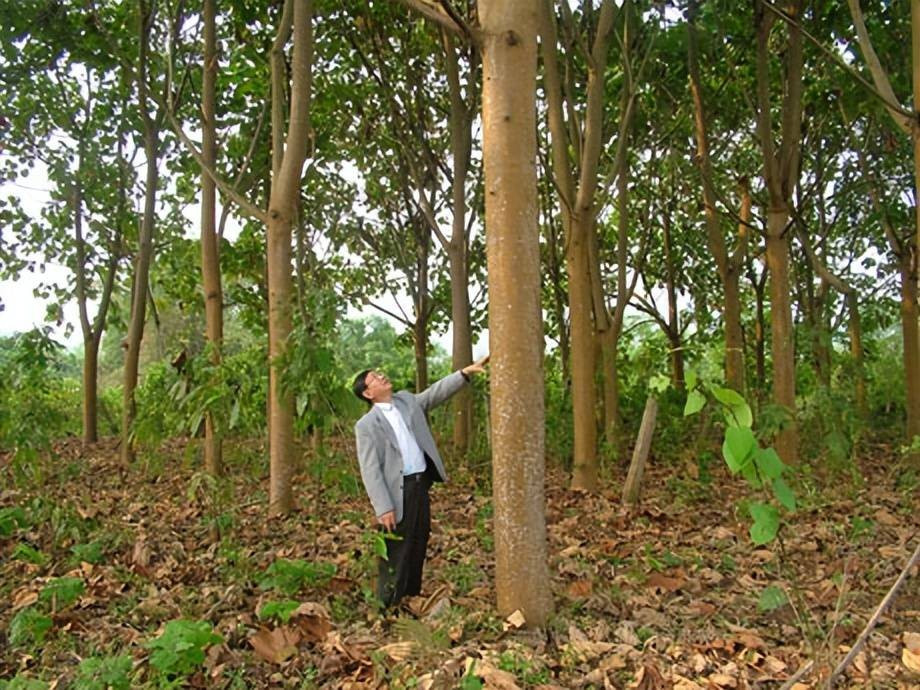 Kỳ lạ loại cây gỗ mỗi năm cao thêm 7m, Trung Quốc muốn trồng ở nhiều nơi: Mang lại món lợi kinh tế bất ngờ - Ảnh 3. Kỳ lạ loại cây gỗ mỗi năm cao thêm 7m, Trung Quốc muốn trồng ở nhiều nơi: Mang lại món lợi kinh tế bất ngờ - Ảnh 3.