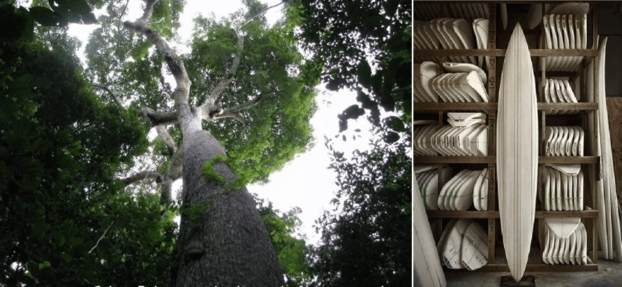 Kỳ lạ loại cây gỗ mỗi năm cao thêm 7m, Trung Quốc muốn trồng ở nhiều nơi: Mang lại món lợi kinh tế bất ngờ - Ảnh 2. Kỳ lạ loại cây gỗ mỗi năm cao thêm 7m, Trung Quốc muốn trồng ở nhiều nơi: Mang lại món lợi kinh tế bất ngờ - Ảnh 2.