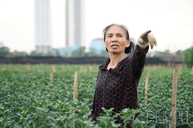 Hoa tươi giảm giá kịch đáy, mất mùa, ế khách người dân làng hoa Tây Tựu chặt bỏ trồng rau - Ảnh 2.