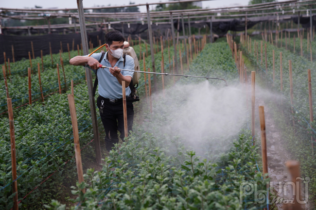 Hoa tươi giảm giá kịch đáy, mất mùa, ế khách người dân làng hoa Tây Tựu chặt bỏ trồng rau - Ảnh 10.