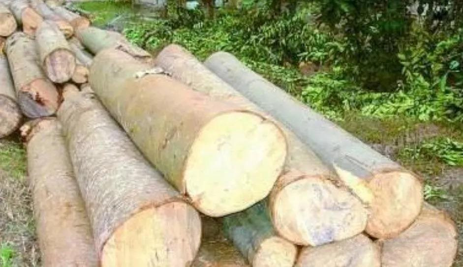 Kỳ lạ loại cây gỗ mỗi năm cao thêm 7m, Trung Quốc muốn trồng ở nhiều nơi: Mang lại món lợi kinh tế bất ngờ - Ảnh 5. Kỳ lạ loại cây gỗ mỗi năm cao thêm 7m, Trung Quốc muốn trồng ở nhiều nơi: Mang lại món lợi kinh tế bất ngờ - Ảnh 5.