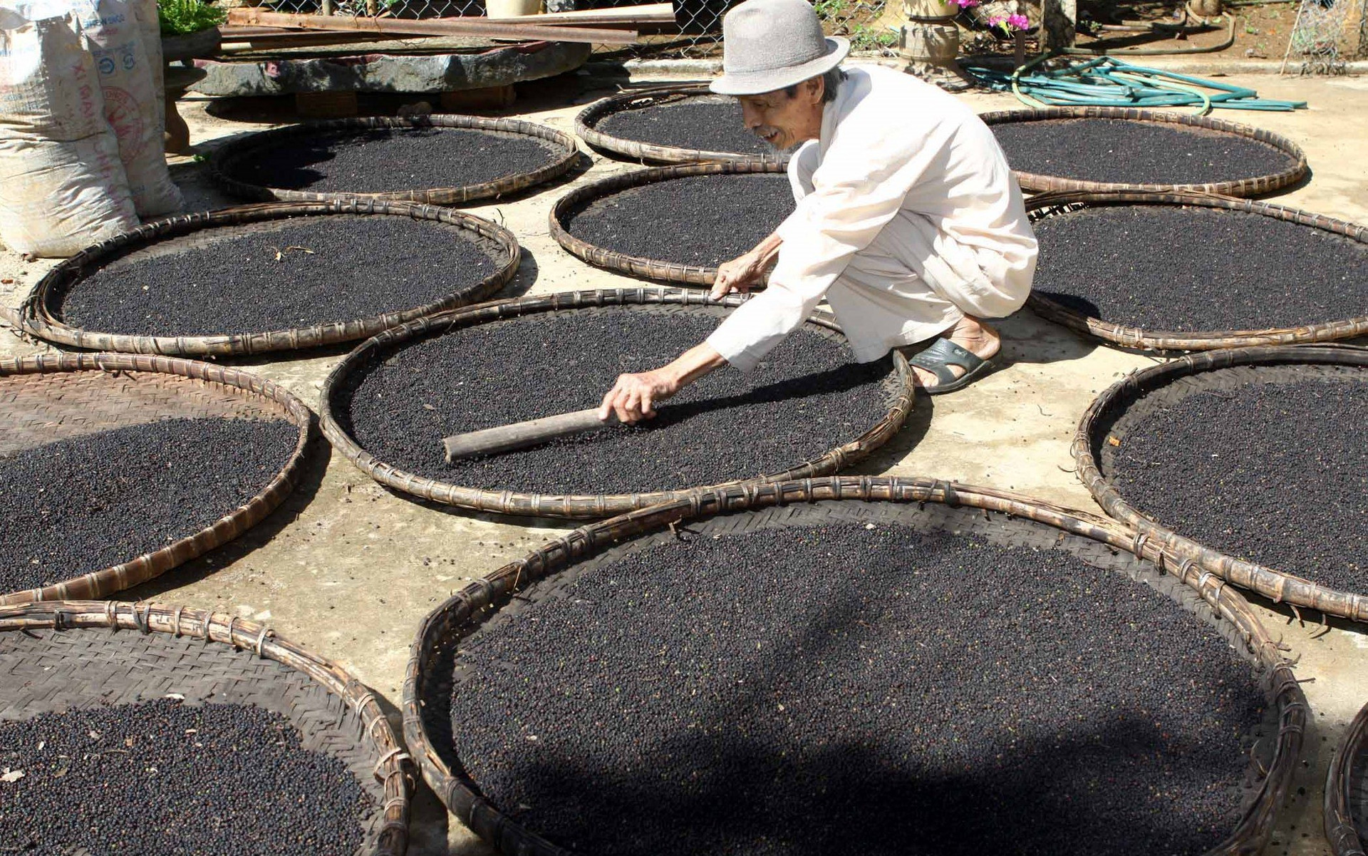 Một loại 'vàng đen' của Việt Nam bỗng ồ ạt đổ bộ Tây Phi: xuất khẩu tăng nóng hơn 200%, cả thế giới phụ thuộc vào Việt Nam - Ảnh 1. Một loại 'vàng đen' của Việt Nam bỗng ồ ạt đổ bộ Tây Phi: xuất khẩu tăng nóng hơn 200%, cả thế giới phụ thuộc vào Việt Nam - Ảnh 1.