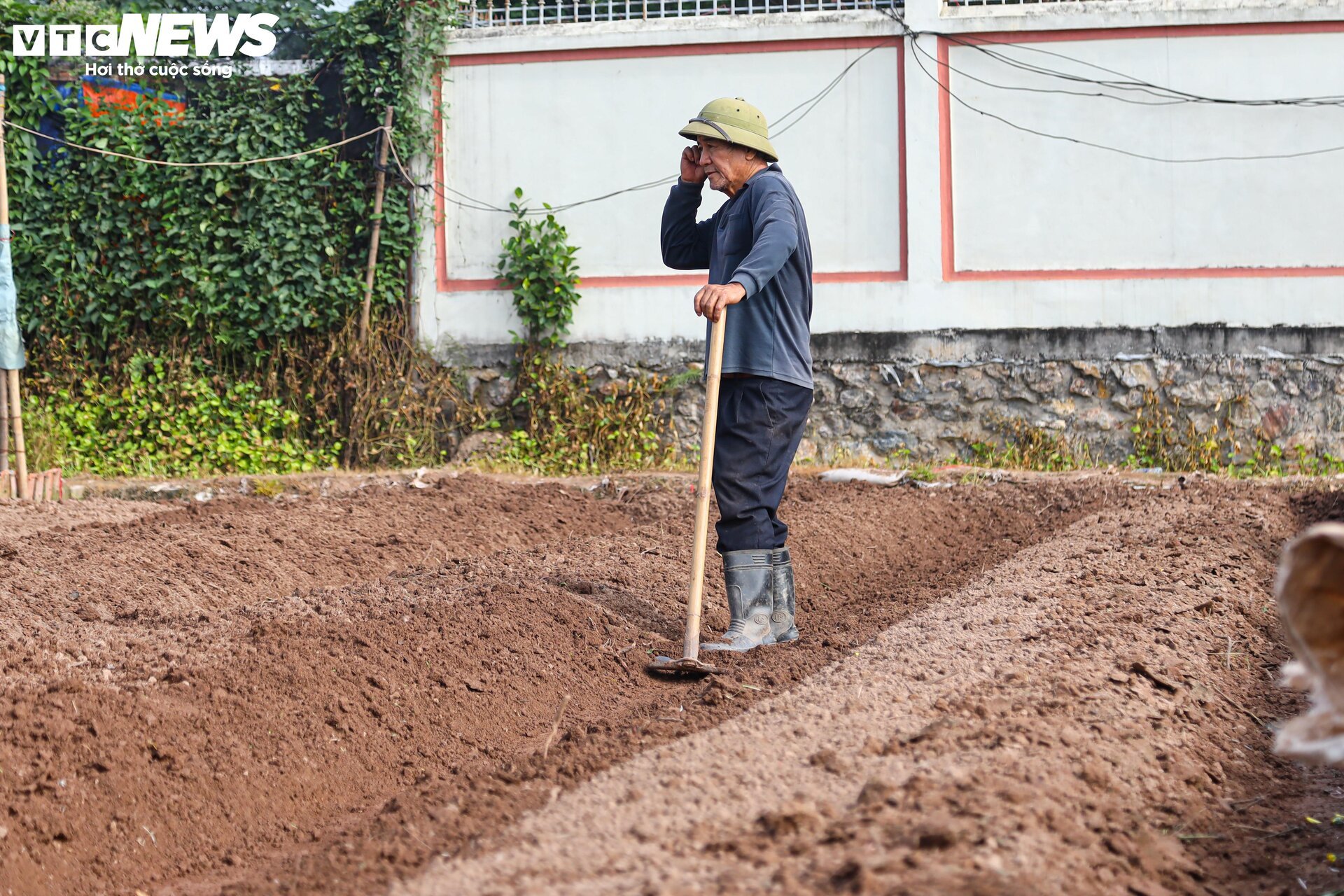Giá rớt thảm ngay sát vụ Tết, hoa cúc Tây Tựu bị bỏ đầy đồng - Ảnh 4. Giá rớt thảm ngay sát vụ Tết, hoa cúc Tây Tựu bị bỏ đầy đồng - Ảnh 4.