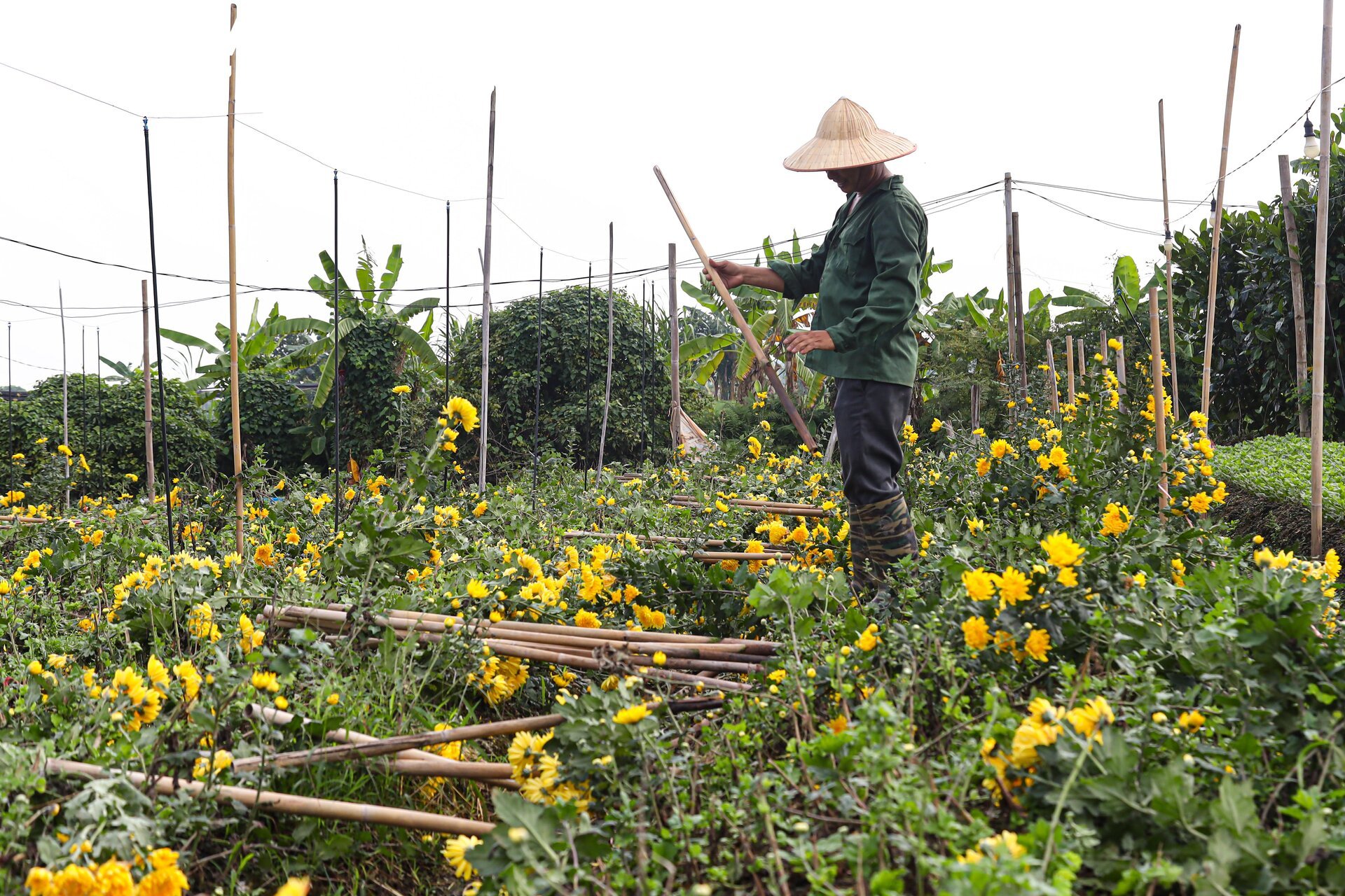 Giá rớt thảm ngay sát vụ Tết, hoa cúc Tây Tựu bị bỏ đầy đồng - Ảnh 15. Giá rớt thảm ngay sát vụ Tết, hoa cúc Tây Tựu bị bỏ đầy đồng - Ảnh 15.