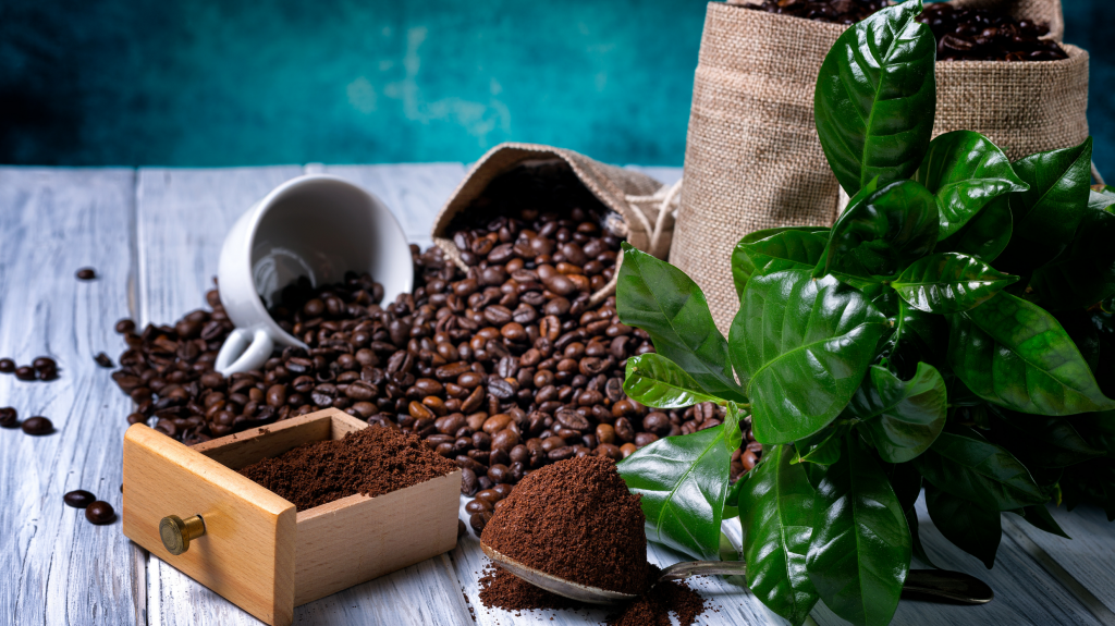 4 lưu ý bạn cần biết khi sử dụng bã cà phê cho cây trồng trong nhà - Ảnh 1.