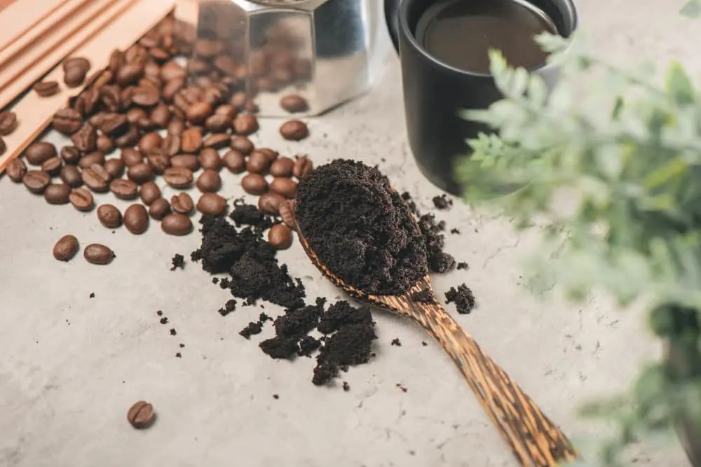 4 lưu ý bạn cần biết khi sử dụng bã cà phê cho cây trồng trong nhà - Ảnh 2.