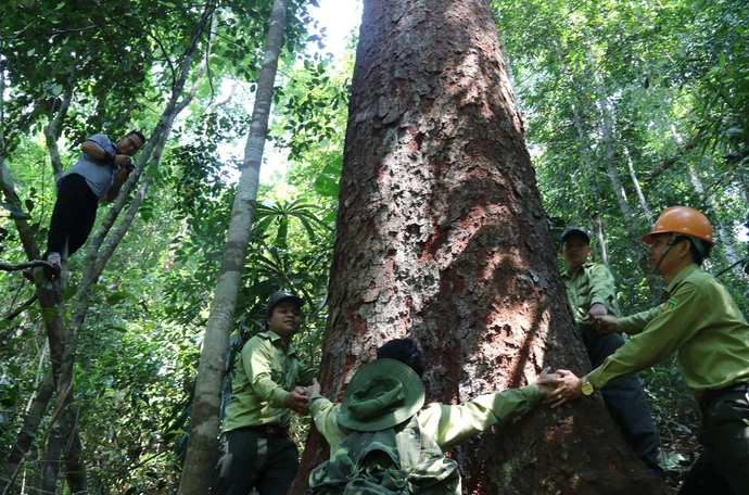 Việt Nam thu hơn 41 triệu USD đầu tiên từ bán tín chỉ carbon rừng - Ảnh 1.