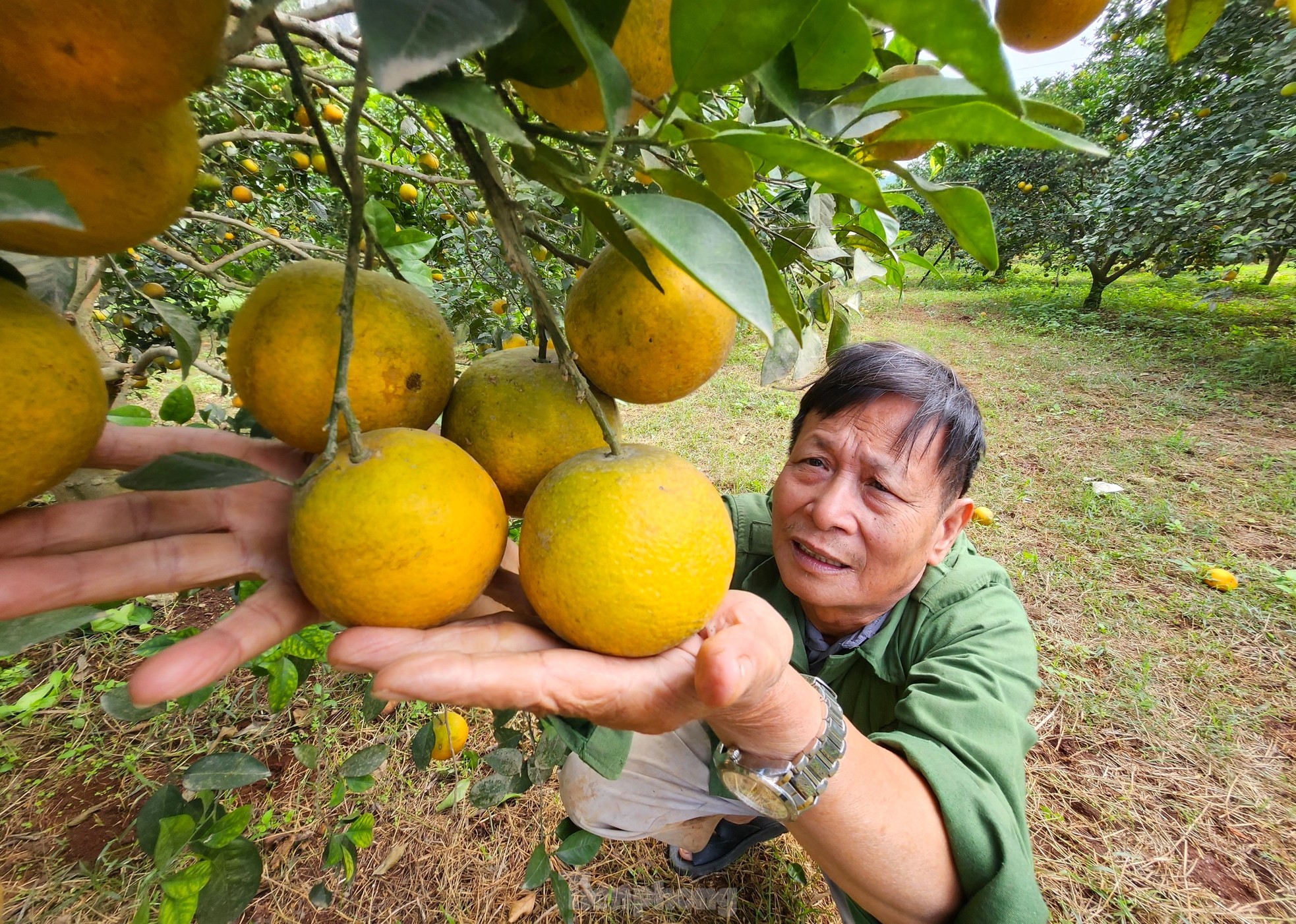 Kiếm tiền tỷ mỗi năm nhờ trồng cam đặc sản bán dịp Tết - Ảnh 2.
