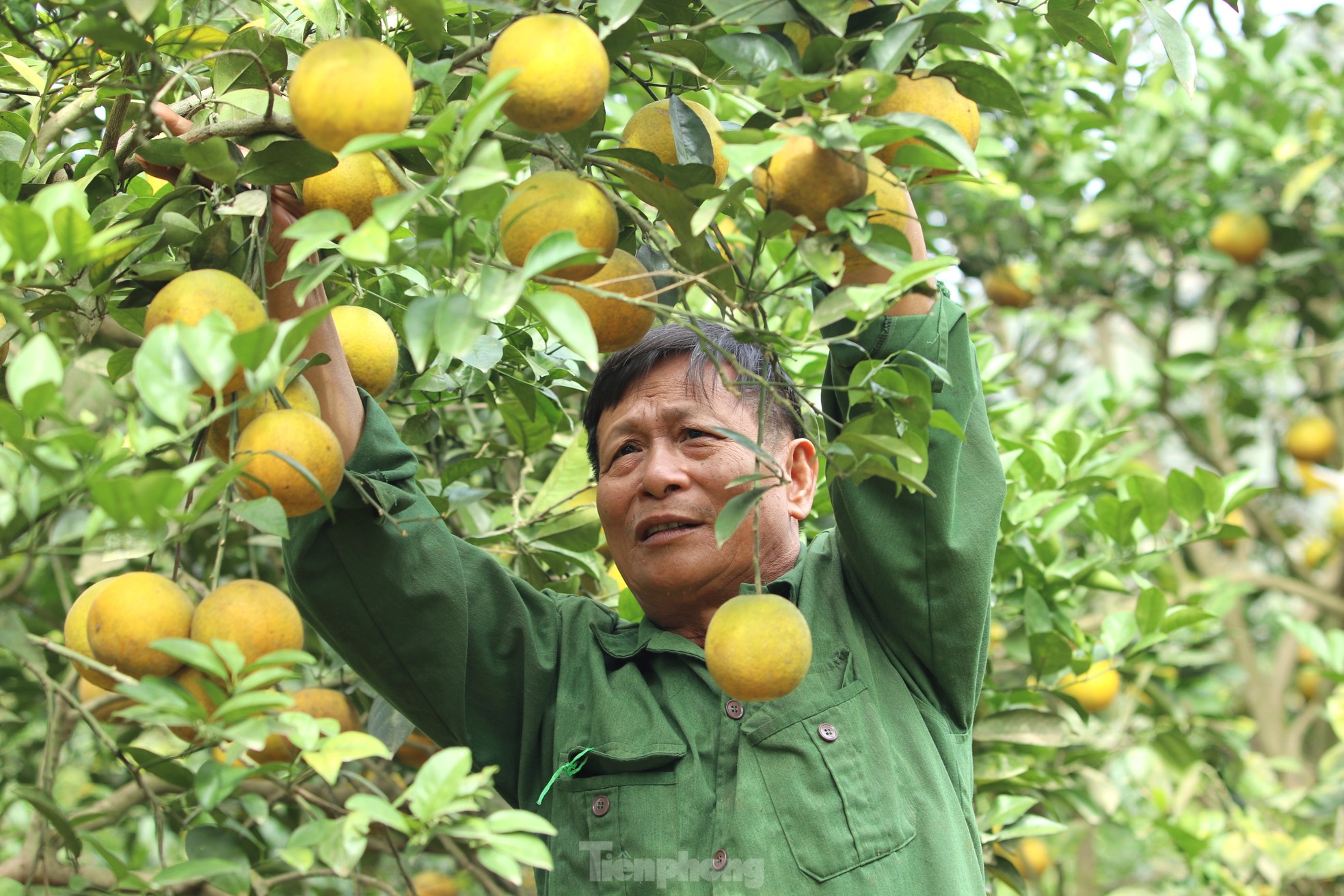 Kiếm tiền tỷ mỗi năm nhờ trồng cam đặc sản bán dịp Tết - Ảnh 6.