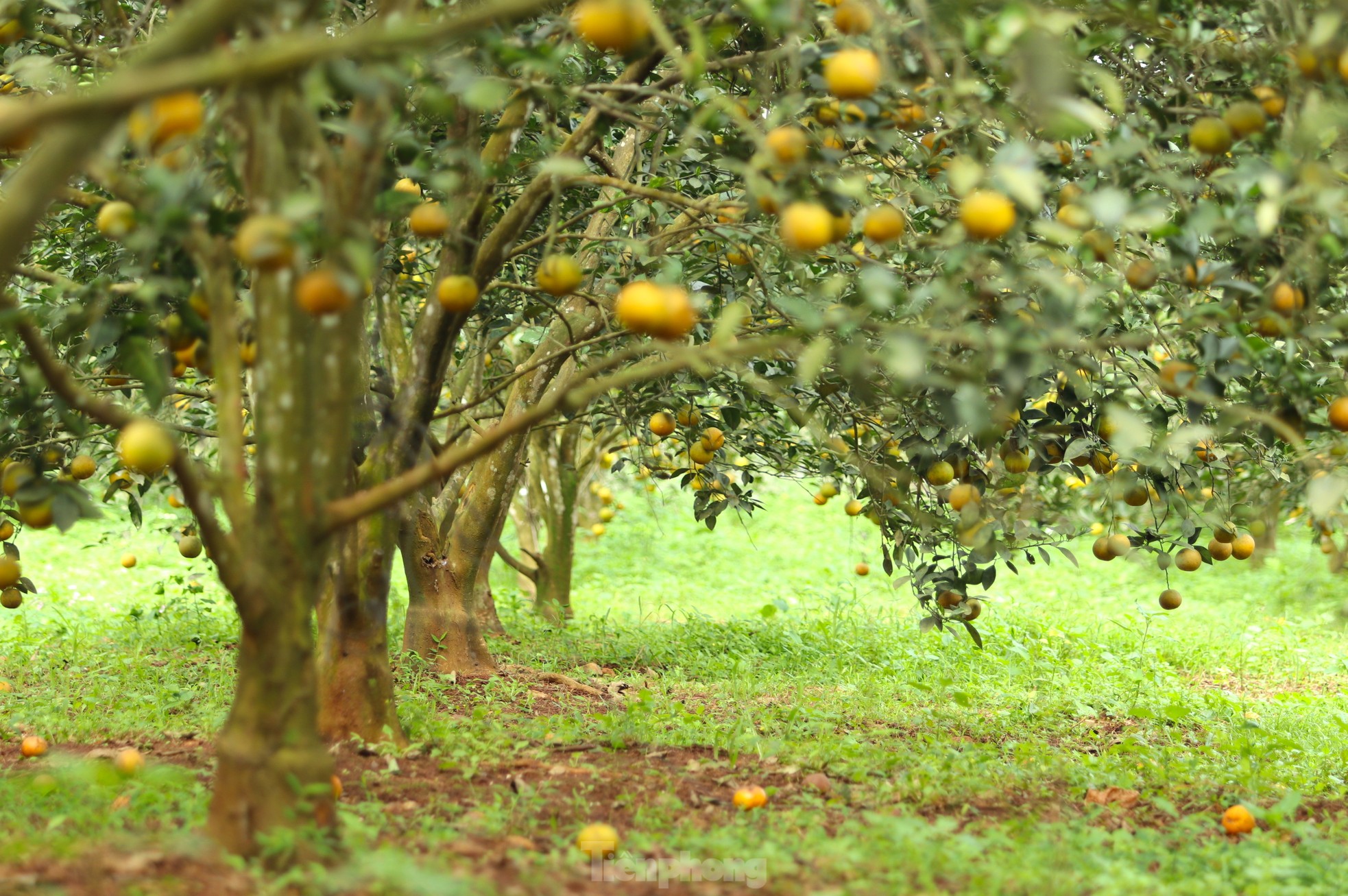Kiếm tiền tỷ mỗi năm nhờ trồng cam đặc sản bán dịp Tết - Ảnh 18.