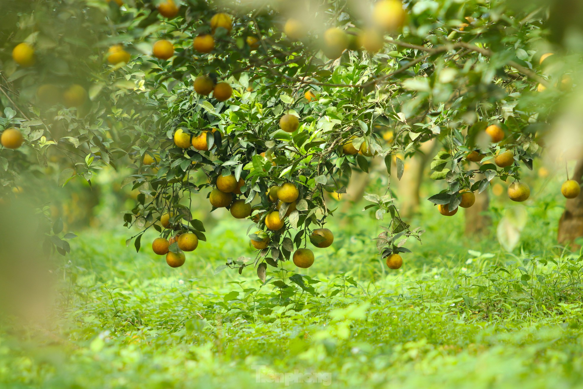 Kiếm tiền tỷ mỗi năm nhờ trồng cam đặc sản bán dịp Tết - Ảnh 8.
