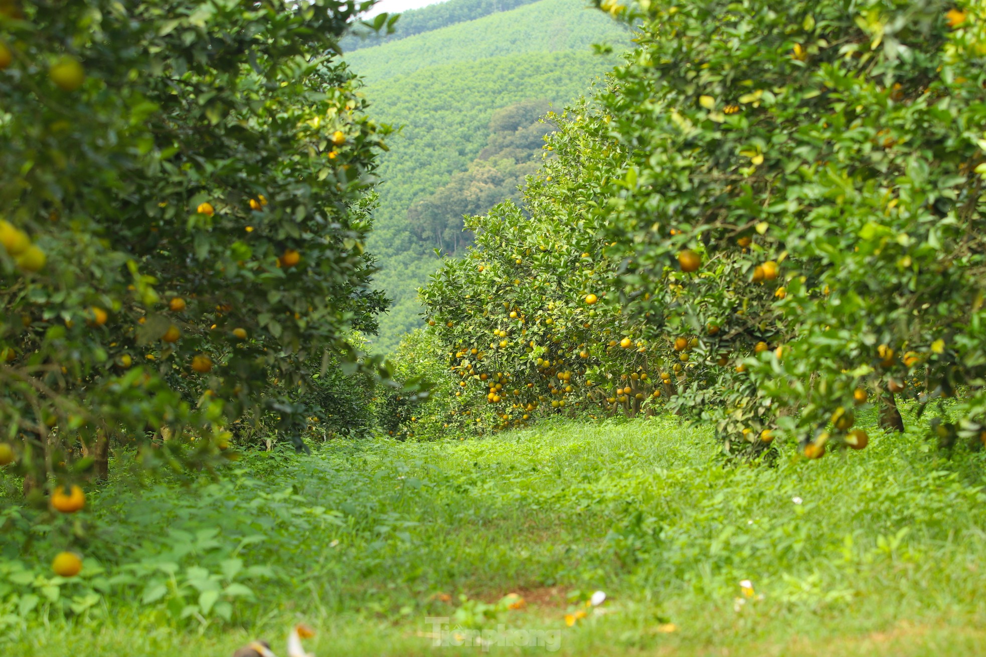 Kiếm tiền tỷ mỗi năm nhờ trồng cam đặc sản bán dịp Tết - Ảnh 3.