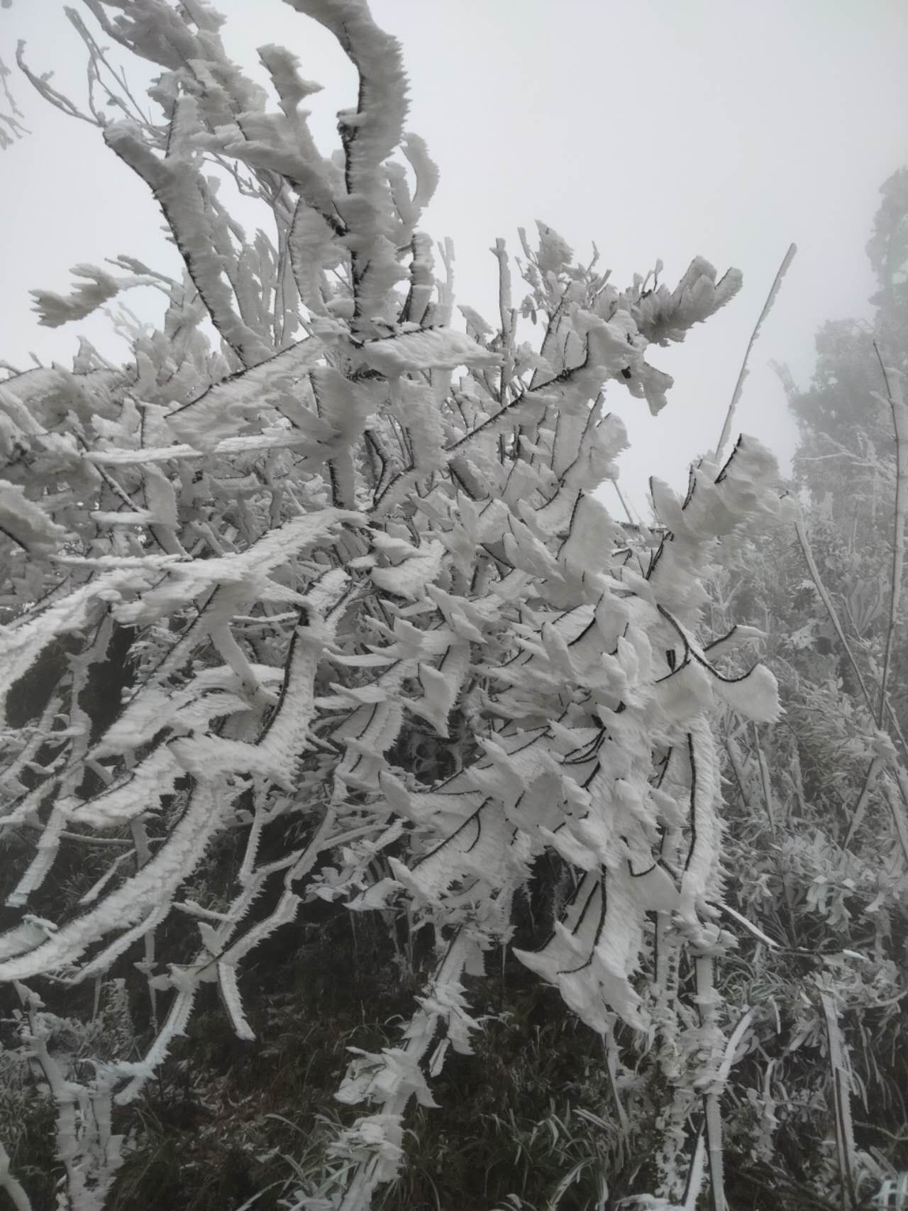 Băng tuyết đã phủ trắng xoá tại Mù Cang Chải, dân tình bắt đầu rủ nhau đi "săn" tuyết rơi- Ảnh 3.