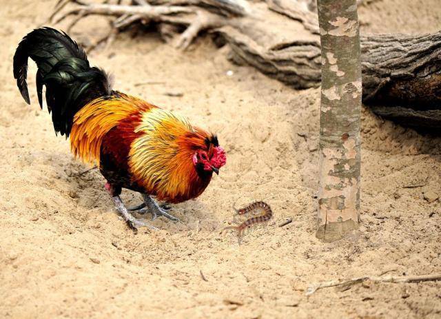 Tại sao rết, một trong "ngũ độc" của Trung Quốc, không giết nổi gà trống? - Ảnh 4. Tại sao rết, một trong "ngũ độc" của Trung Quốc, không giết nổi gà trống? - Ảnh 4.