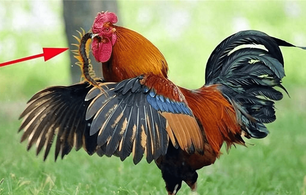 Tại sao rết, một trong "ngũ độc" của Trung Quốc, không giết nổi gà trống? - Ảnh 2. Tại sao rết, một trong "ngũ độc" của Trung Quốc, không giết nổi gà trống? - Ảnh 2.