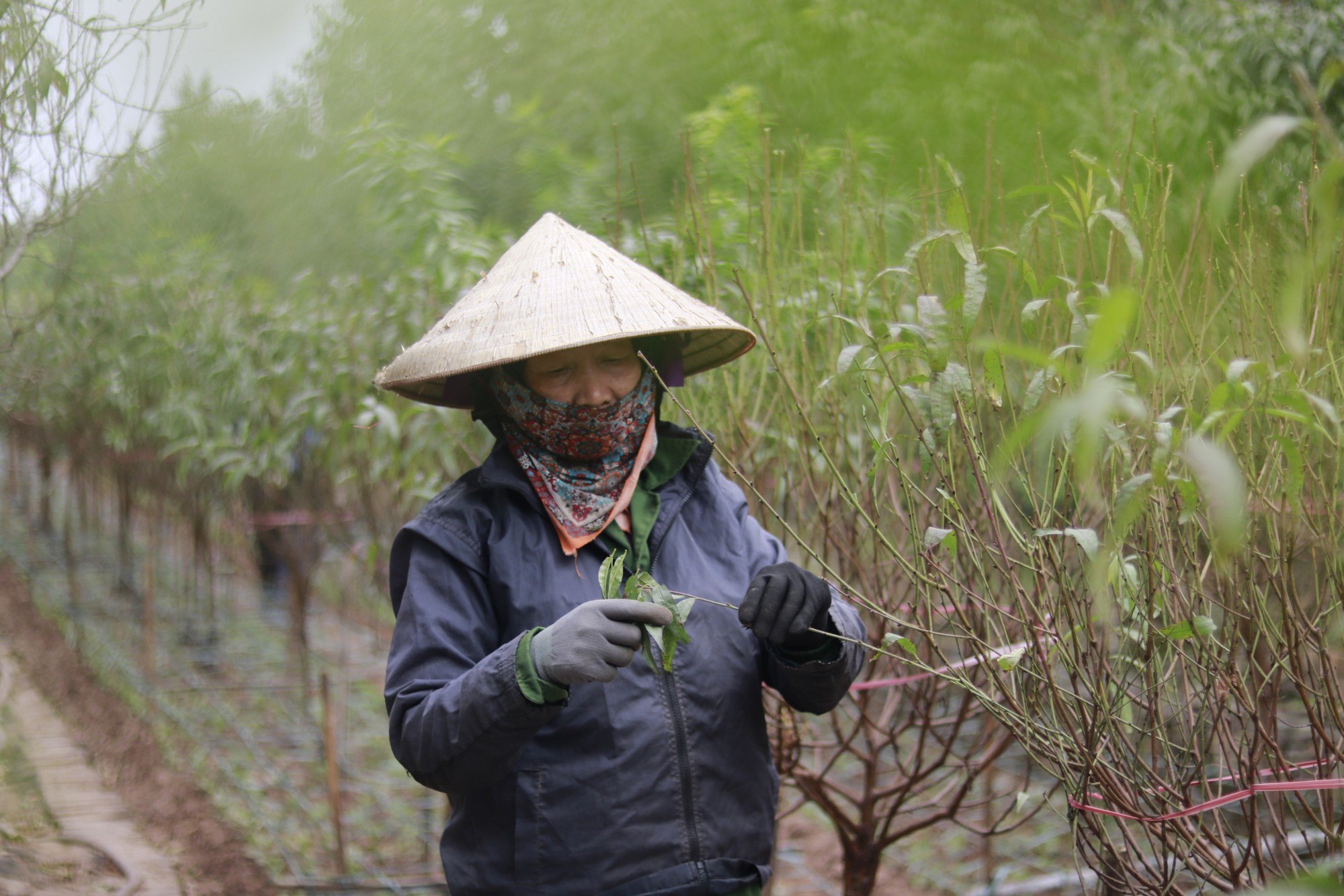 Làng đào Nhật Tân thay áo mới chờ khoe sắc dịp Tết - Ảnh 4. Làng đào Nhật Tân thay áo mới chờ khoe sắc dịp Tết - Ảnh 4.