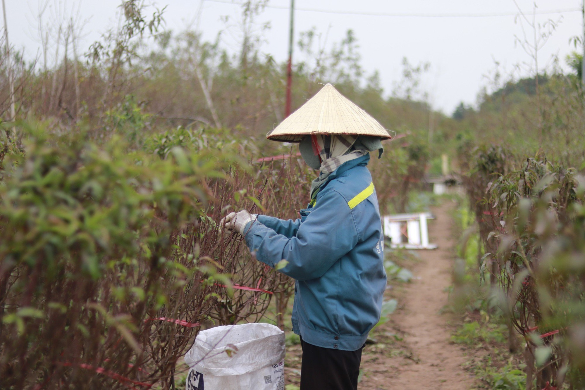 Làng đào Nhật Tân thay áo mới chờ khoe sắc dịp Tết - Ảnh 1. Làng đào Nhật Tân thay áo mới chờ khoe sắc dịp Tết - Ảnh 1.