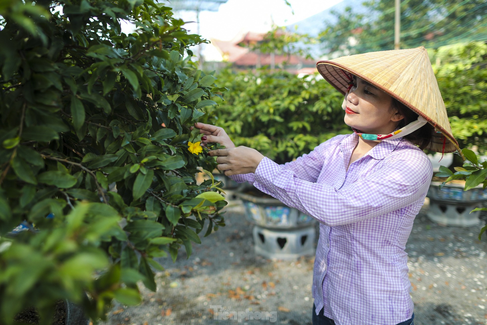 Mai vàng bung nụ sớm, nhiều nhà vườn ở TPHCM lo mất Tết - Ảnh 11. Mai vàng bung nụ sớm, nhiều nhà vườn ở TPHCM lo mất Tết - Ảnh 11.