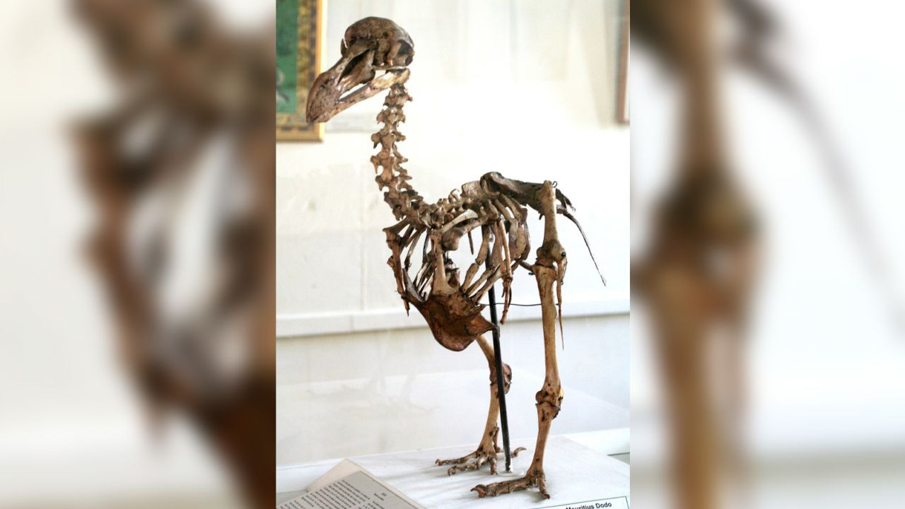 Loài chim Dodo đã tuyệt chủng có thể sẽ được các nhà khoa học “hồi sinh” - Ảnh 2.